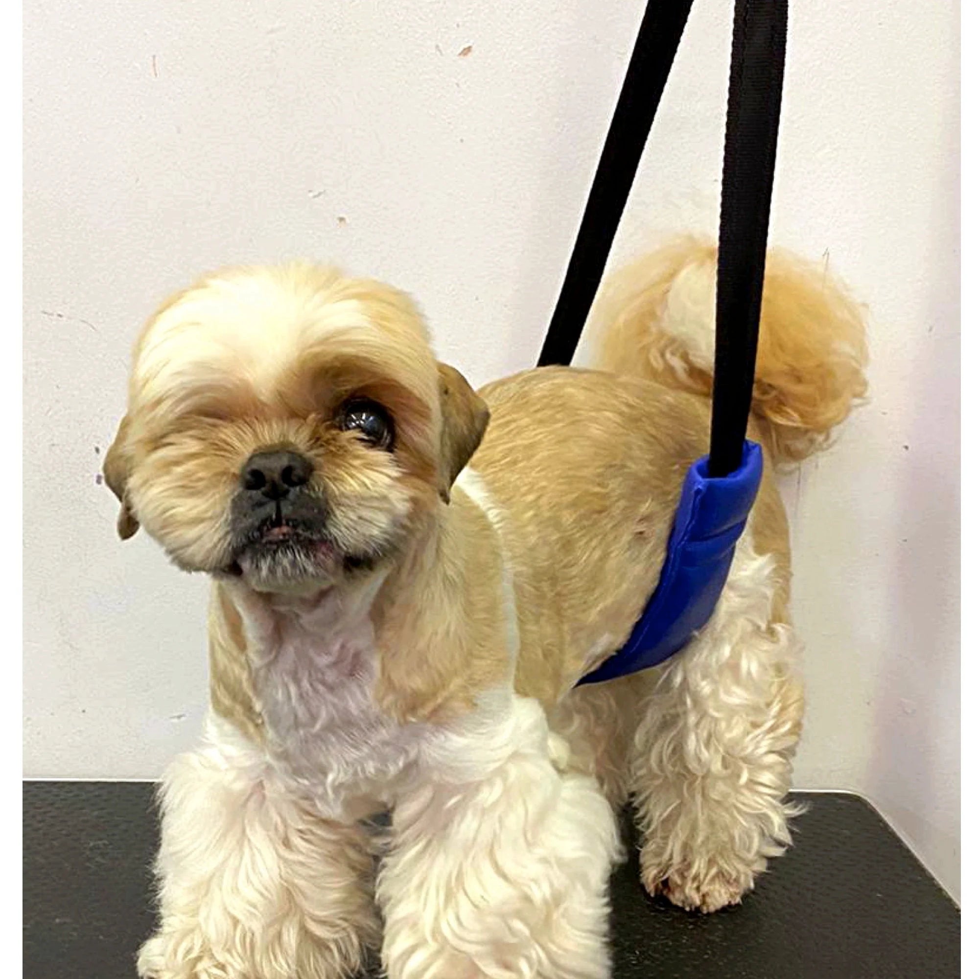 Dog Grooming Belly Support Strap