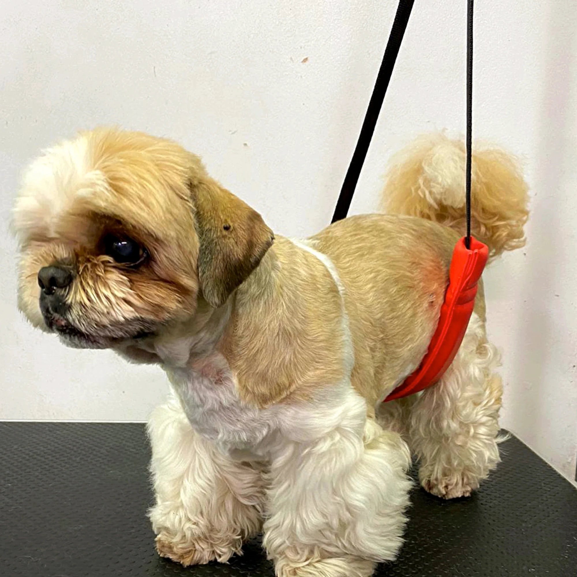 Dog Grooming Belly Support Strap