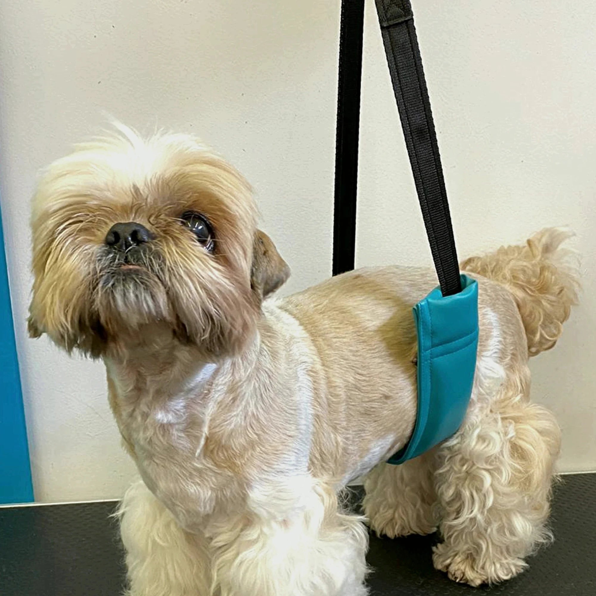 Dog Grooming Belly Support Strap